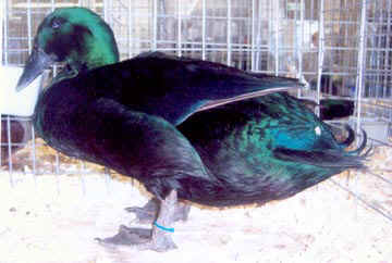Black Cayuga Duck Drake
