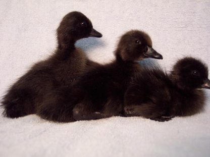 Day old Black Cayuga Ducklings