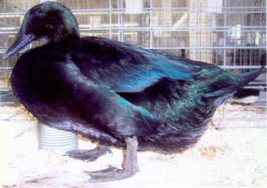 Black Cayuga Duck Hen