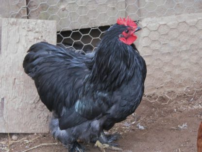 Black Cochin Bantam