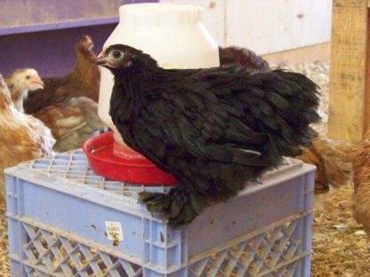 Black Cochin Bantam