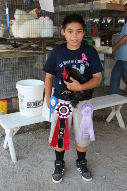 Black Cochin Bantam