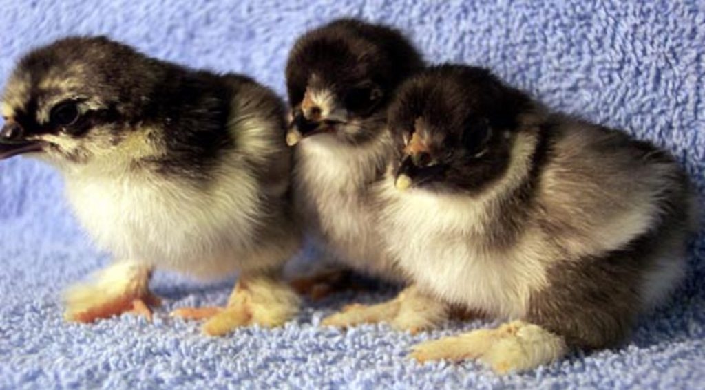 Black Cochin Bantam Chickens for Sale Cackle Hatchery®