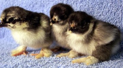 Black Cochin Bantam Chicks