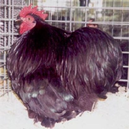 Black Cochin Bantam