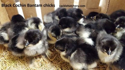 Black Cochin Bantam