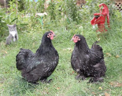 Black Cochin Bantam