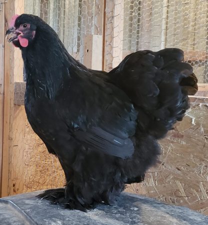 Black Cochin Photo By Bice's Family Farm