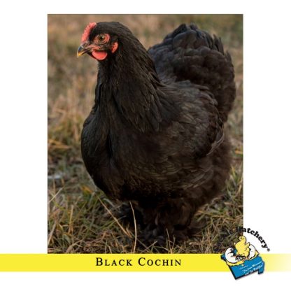 Black Cochin Standard Chicken