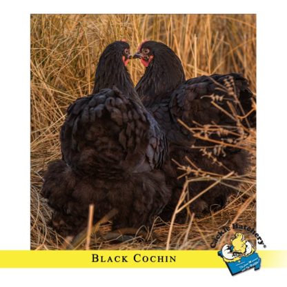 Black Cochin Standard Chicken