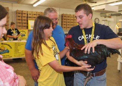 French Black Copper Marans Chicken