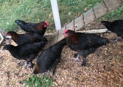 French Black Copper Marans