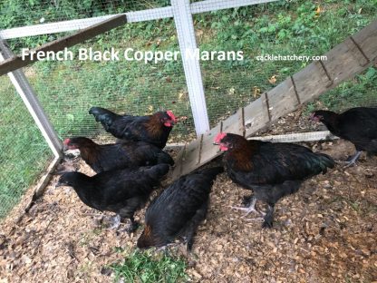 French Black Copper Marans