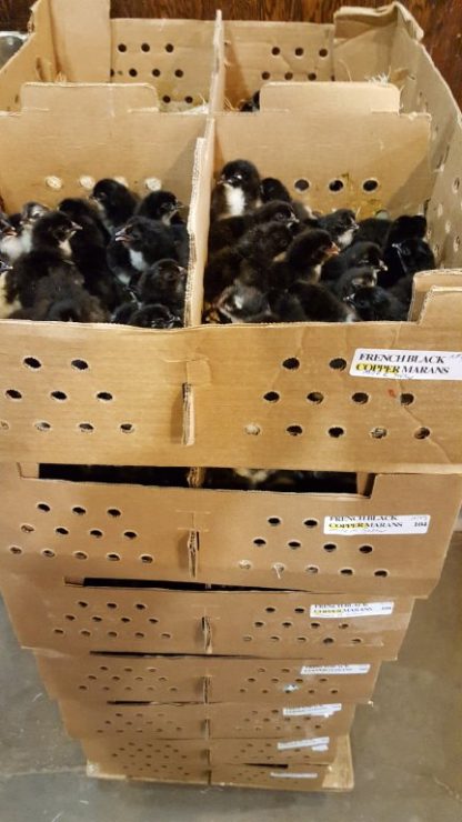 French Black Copper Marans Chicks