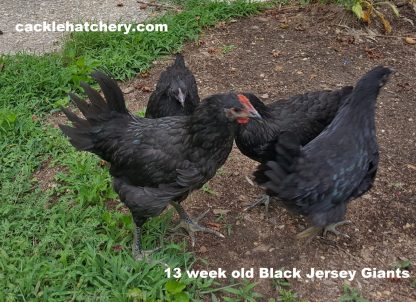 Black Jersey Giant Chickens