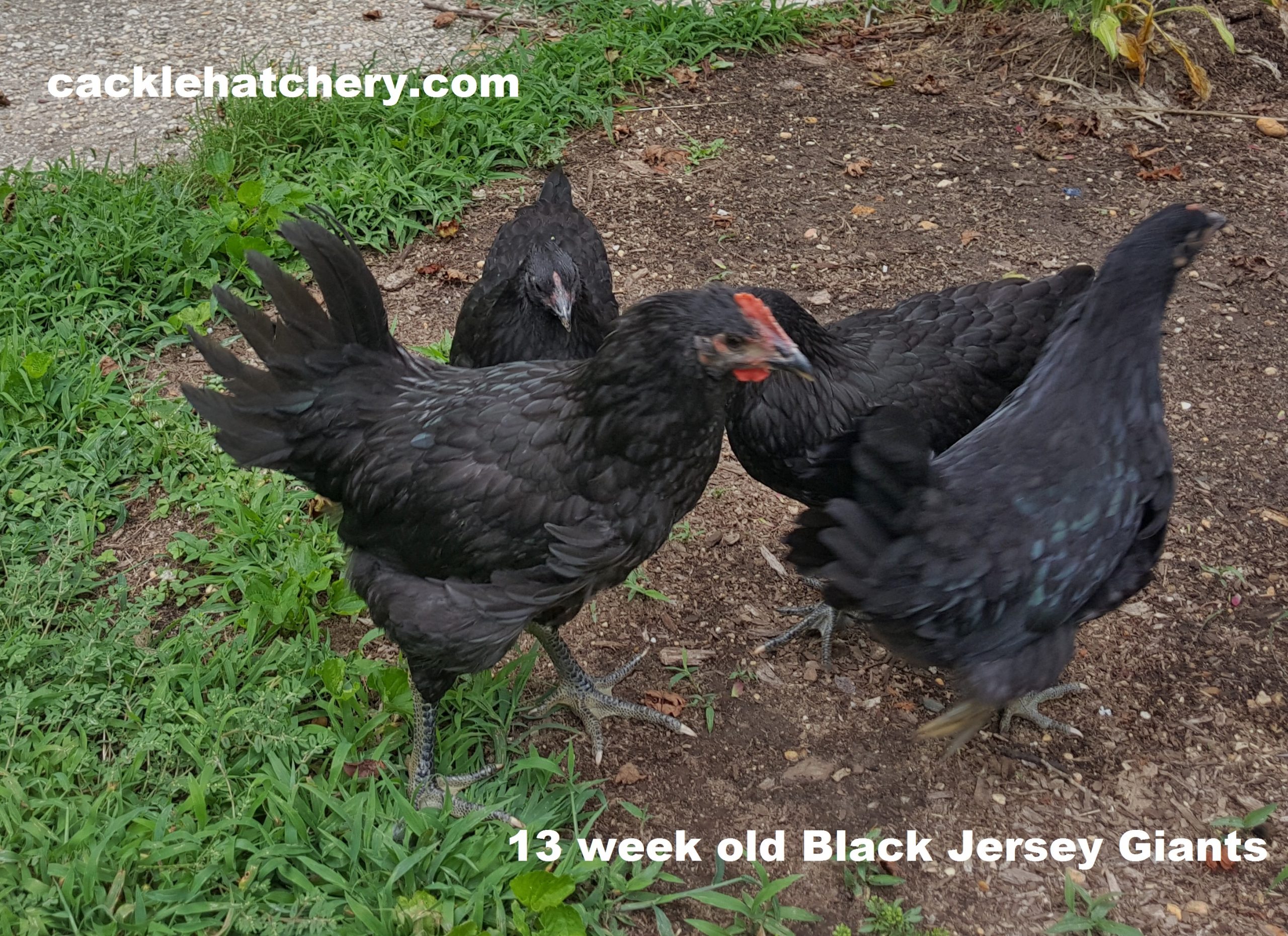 jersey giant pullets