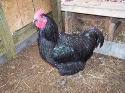 Black Jersey Giant Chicken