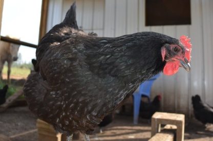 Black Jersey Giant Chicken