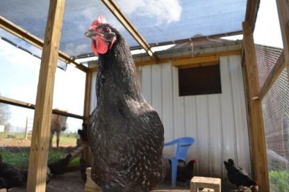 Black Jersey Giant Chicken