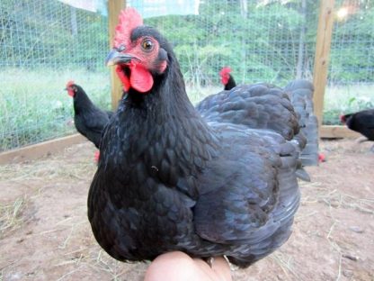 Black Jersey Giant Chicken