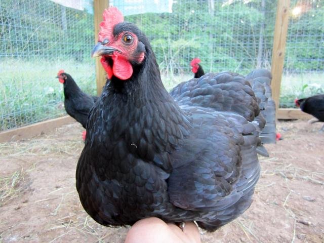 jersey giant chicken hen