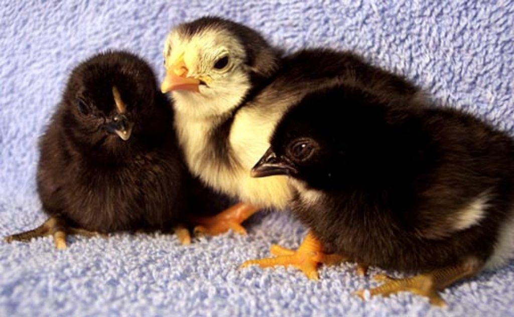Black Japanese Bantam Chickens for Sale | Cackle Hatchery®