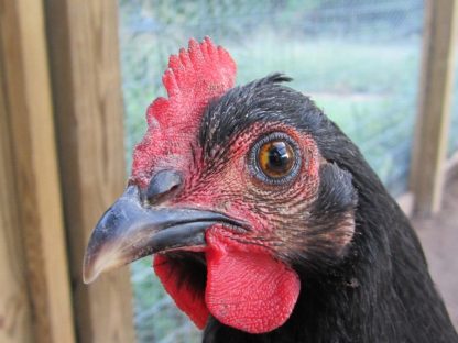 Black Jersey Giant Chicken