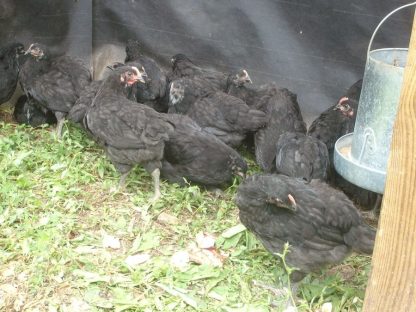 Black Jersey Giant Chickens for Sale