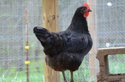 Black Jersey Giant Chicken