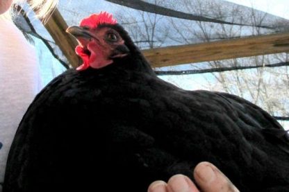 Black Jersey Giant Chicken