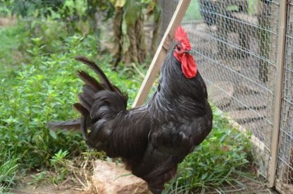 Black Jersey Giant Chicken