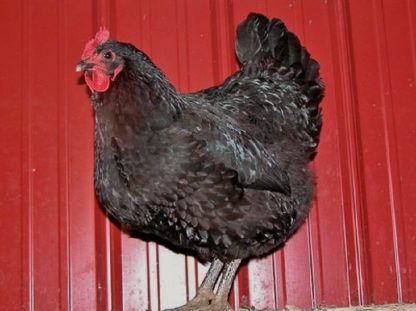 Black Jersey Giant Hen