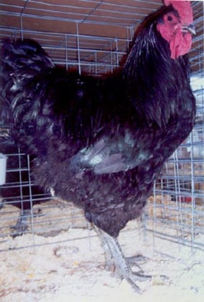 Black Jersey Giant Rooster