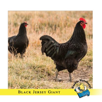 Black Jersey Giant Chickens