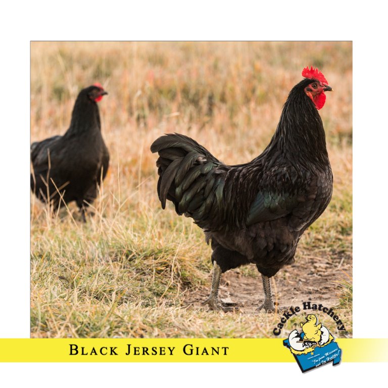 jersey giant next to normal chicken