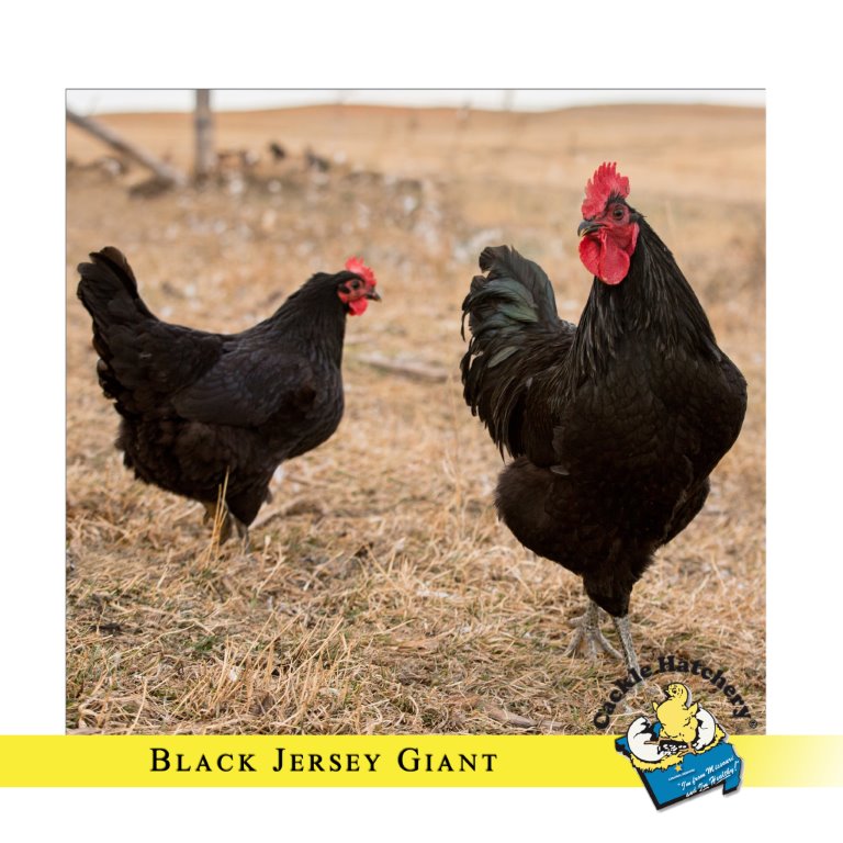 jersey giant next to normal chicken
