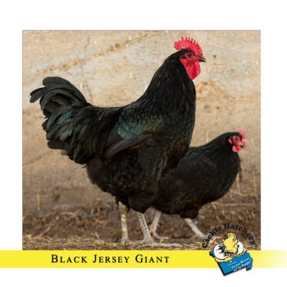 Black Jersey Giant Chickens