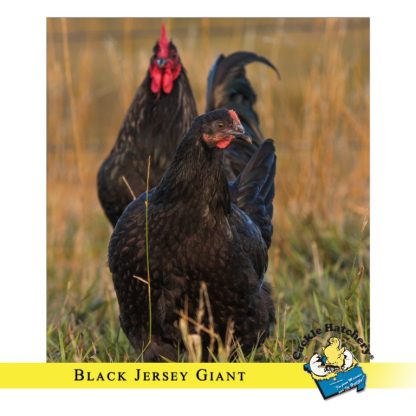 Black Jersey Giant Chickens