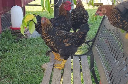 Black Laced Golden Wyandotte Chicken