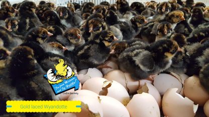 Black Laced Golden Wyandotte Chicks