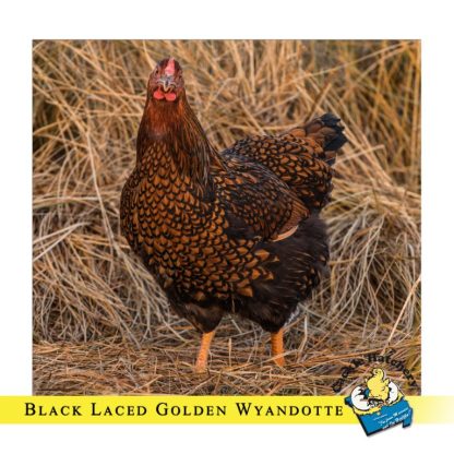 Black Laced Golden Wyandotte Chicken