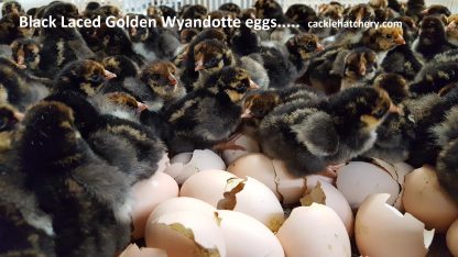 Black Laced Golden Wyandotte Chicks