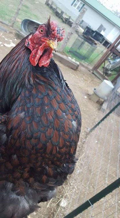 Black Laced Red Wyandotte Chicken for Sale