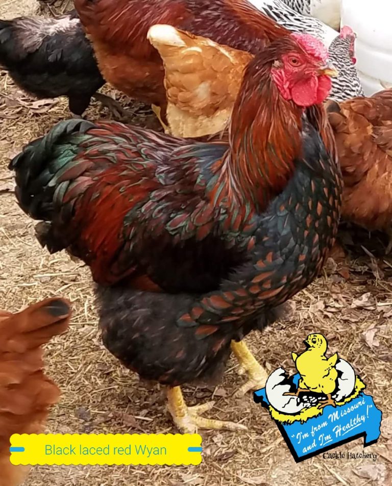 Black Laced Red Wyandotte Chicken