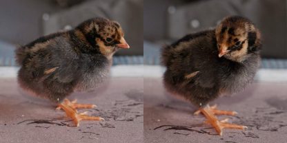 Black Laced Red Wyandotte Chicks