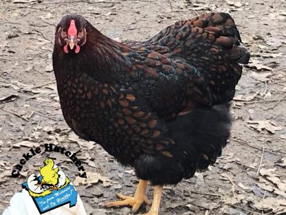 Black Laced Red Wyandotte Chicken