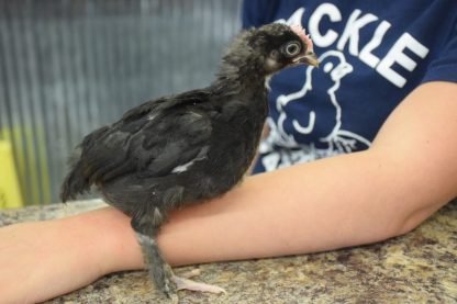 French Black Marans Chicken