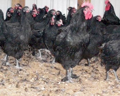 French Black Marans Chickens