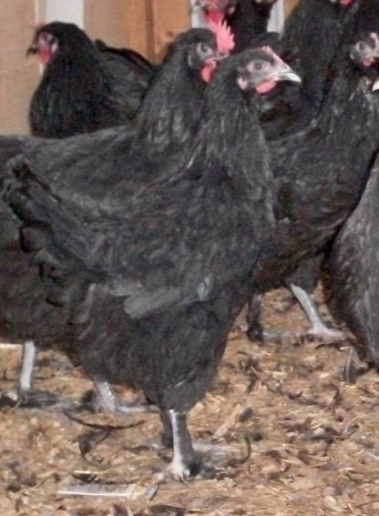 French Black Marans Chickens