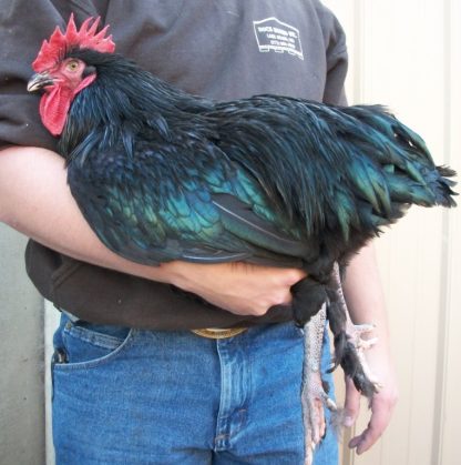 French Black Marans Chickens